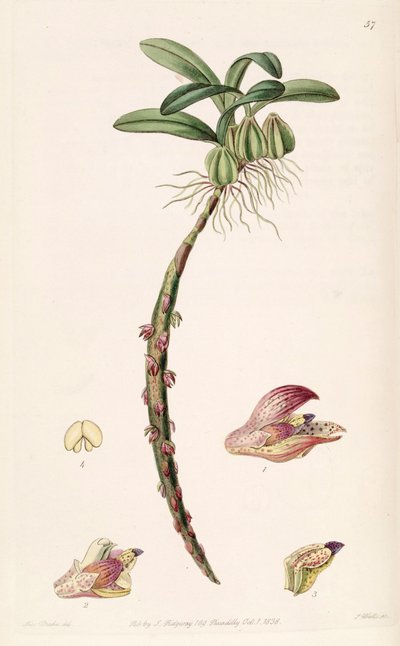 Illustration of Bulbophyllum bracteolatum (spelled Bolbophyllum bracteolatum) by Miss Drake